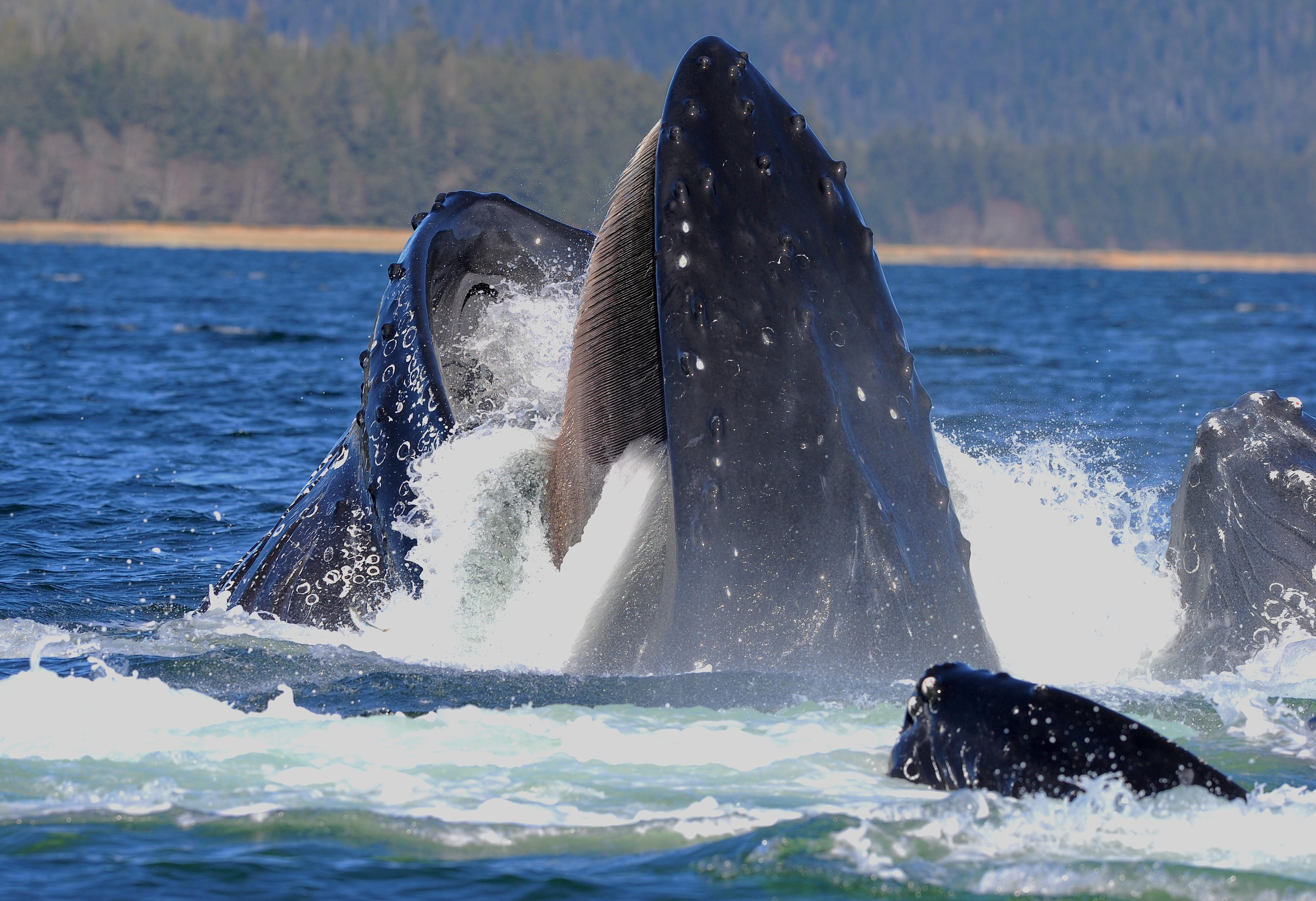 Whales Lost Their Teeth Before Evolving Hair like Baleen In Their 