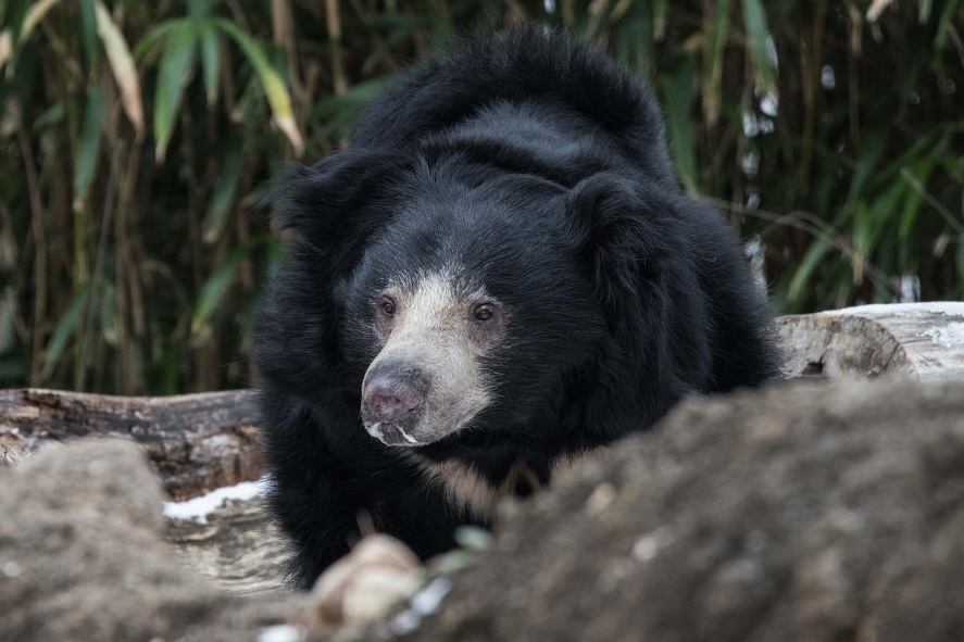 Sloth bear  Smithsonian's National Zoo and Conservation Biology Institute