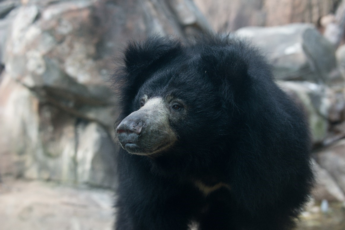 Geriatric Sloth Bear Dies At The Smithsonian S National Zoo Smithsonian Institution