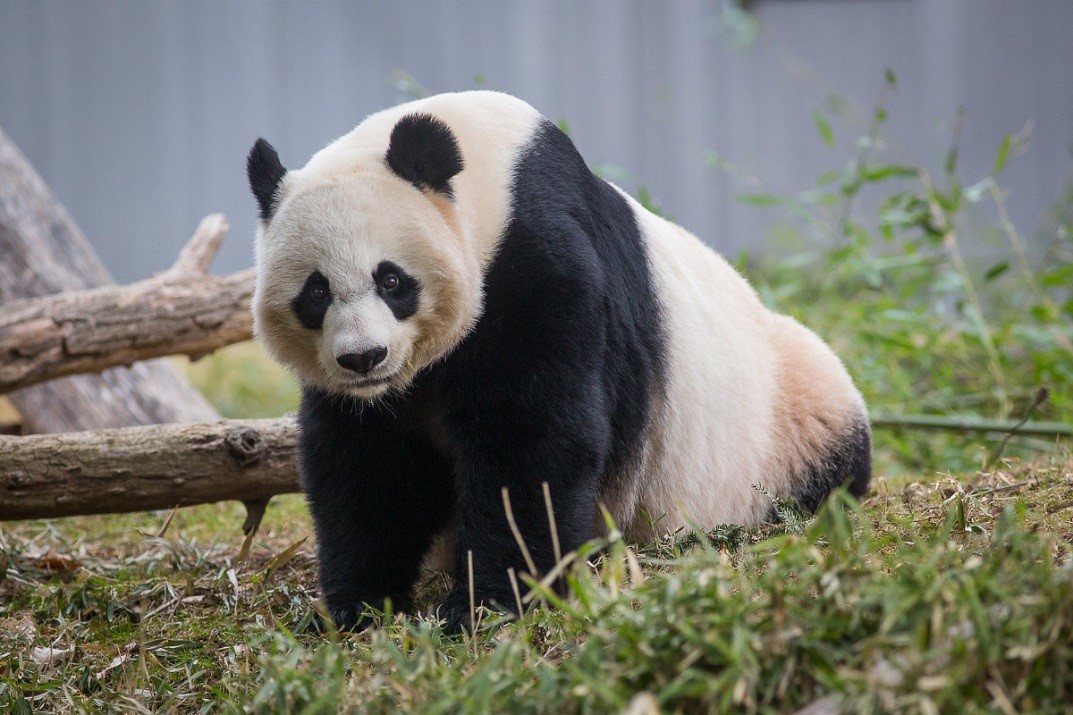 Giant Panda Mei Xiang Is Artificially Inseminated at the Smithsonian’s