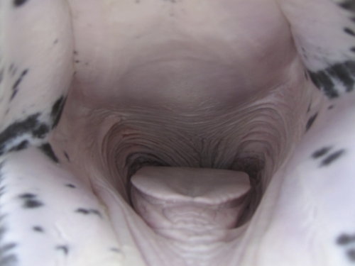 narwhal's toothless mouth