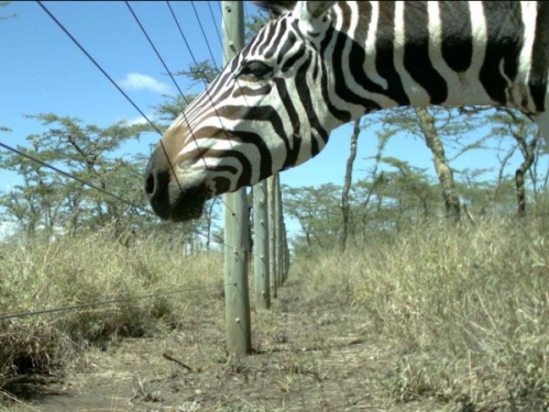 zebra by fence