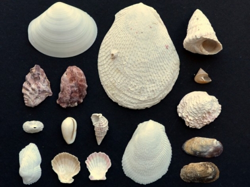 a variety of shells