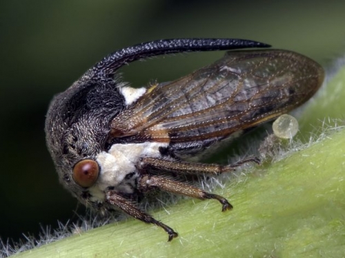 treehopper