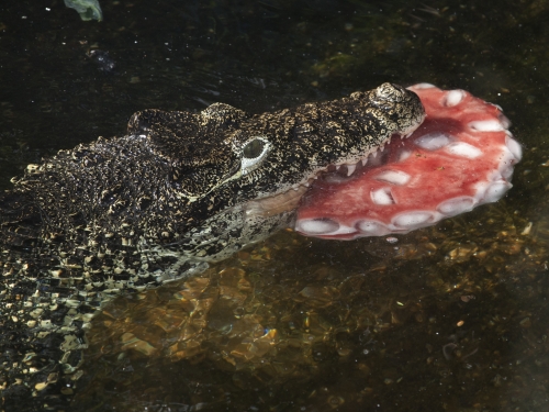 Zoo Animals Beat The Heat With Large Frozen Treats - CBS Chicago