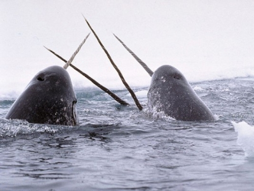 group of narwhals with tusks in the air