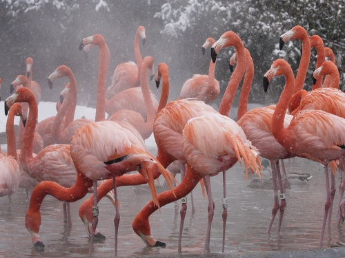 Shiver, Fluff and Cuddle: How Birds Keep Warm in the Winter, Chicago News