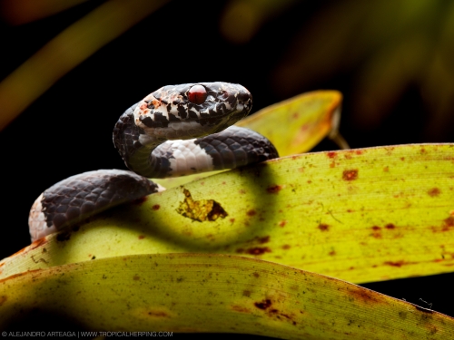 snake with bright red eyes on plant