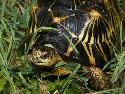 tortoise