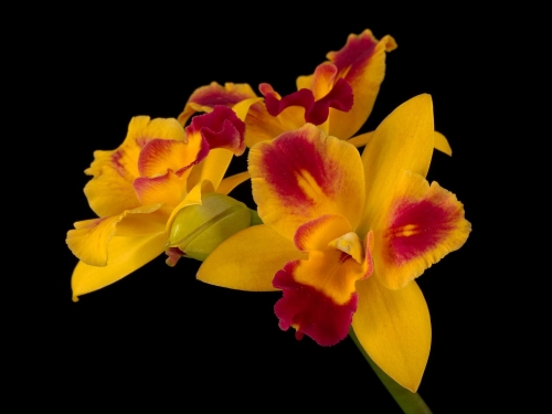 yellow orchid with magenta highlights