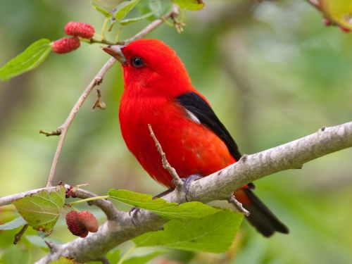 Scarlet tanager