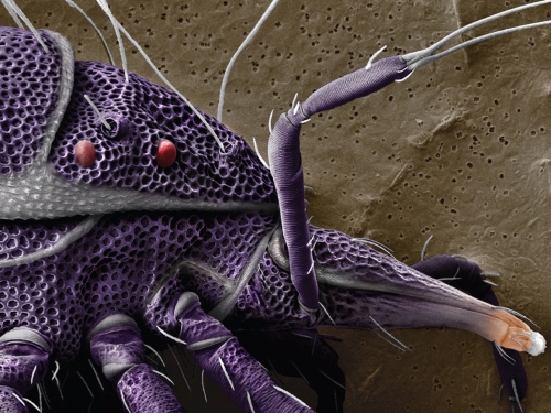 purple mite