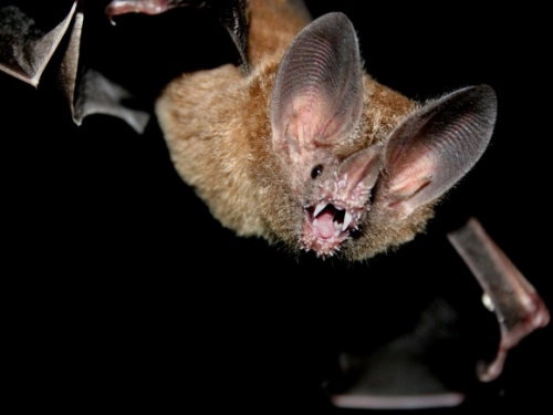 bat in flight