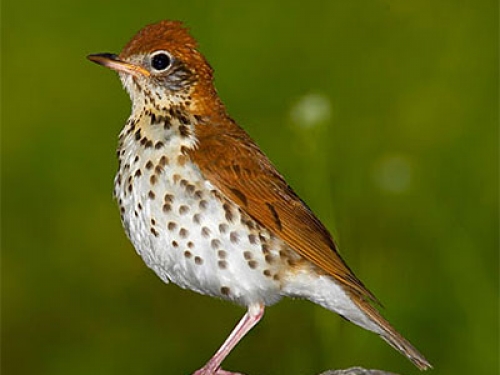 A small bird with a white breast speckled with brown and reddish brown back.