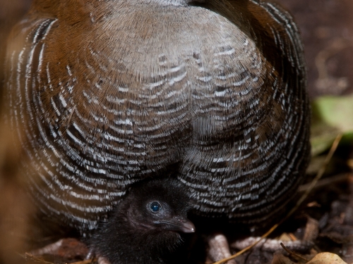 Rare Guam Rails Hatch | Smithsonian Institution