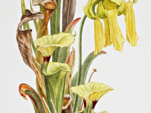 Louisiana quillwort | Smithsonian Institution