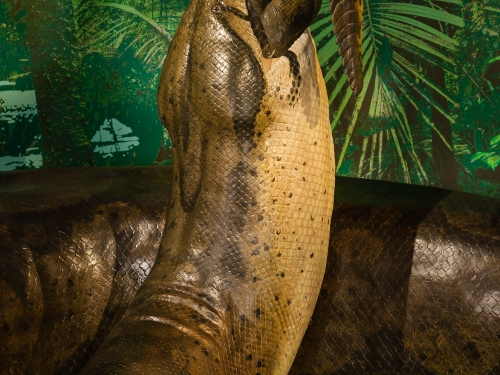 Grand Central Station - Titanoboa 1 | Smithsonian Institution