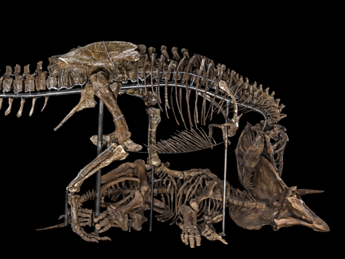 A Tyrannosaurus rex skeleton poses as it attacks a Triceratops.