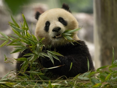 Black and white fluffy bear eats a skinny twig with long green leaves.