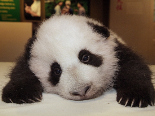 Tai Shan at the National Zoo | Smithsonian Institution