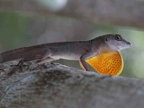 Lizard Adaptation To Climate Change | Smithsonian Institution