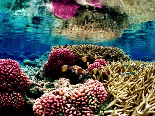 Photo of colorful, underwater plants of various textures with small fish swimming among them.