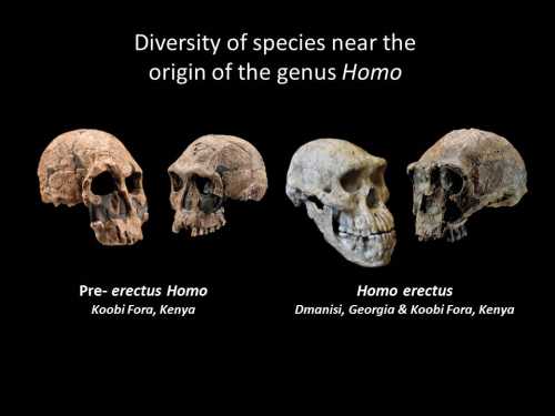 Human Origins Timeline: Hominen Evolution | Smithsonian Institution