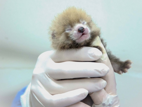 Red panda cub