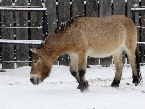 Przewalski’s horse Rose Marie at the Smithsonian’s National Zoo.