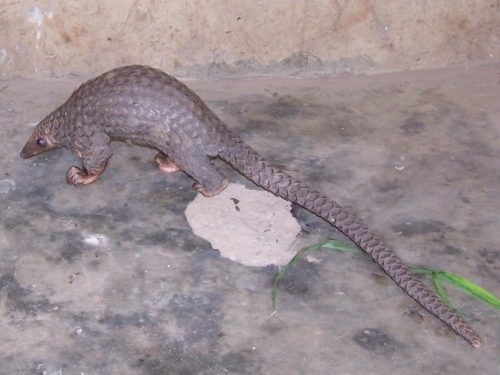 African Pangolin