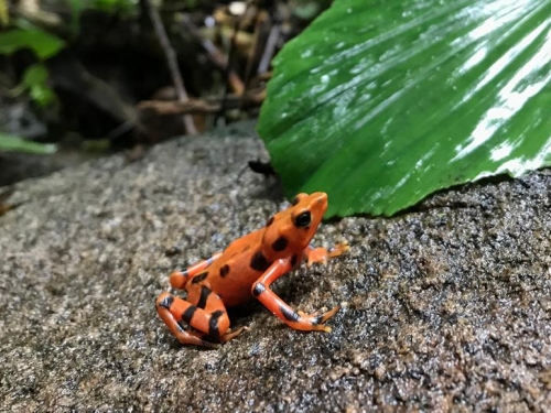 Orange and black frog