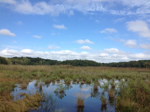 tidal wetlands