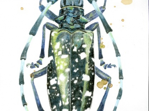 Stylized drawing of beetle