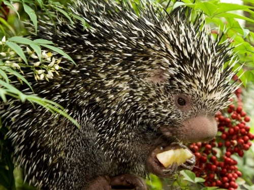 Prehensile tailed porcupine Clark