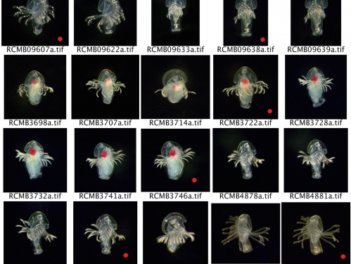 Scientists Confirm Facultative Parthenogenesis in Smithsonian's