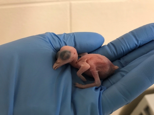 Kingfisher chick in keeper's gloved hand