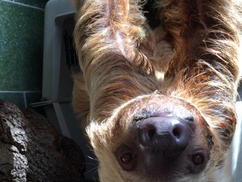 Two-toed sloth Ms. Chips