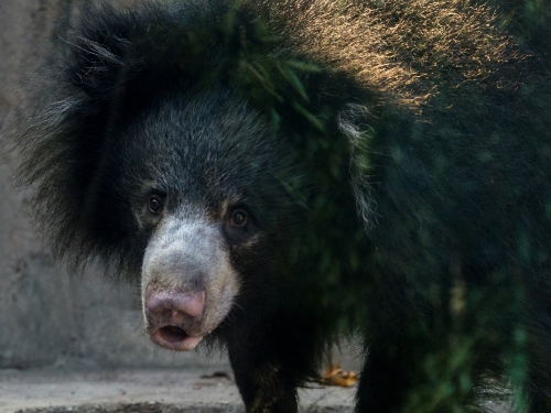 sloth bear