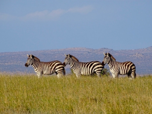 zebras in grass