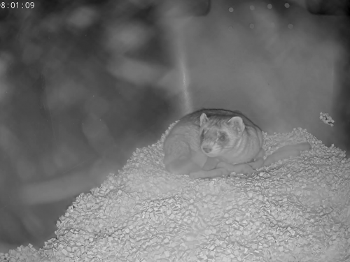 Black and white image taken at night of small furry animal curled in corner surrounded by recently born babies.