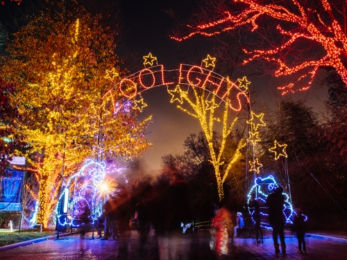 Bright holiday lights at National Zoo