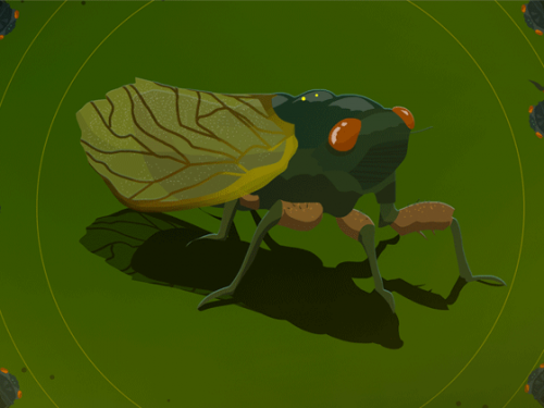 Illustration of a single large cicada surrounded by smaller cicadas with a green background. 