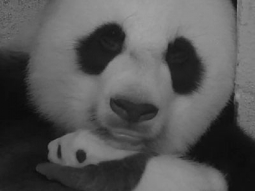 Grainy black and white image of a panda. 