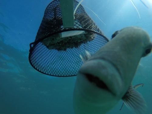 Trigger fish in front of a panel previously caged for 10 weeks and recently exposed to predators