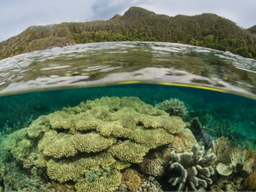 coral reef and land