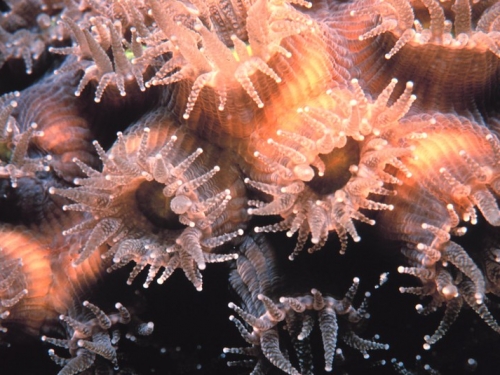 Pink coral polyps. 