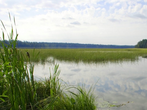 lake with rice growing