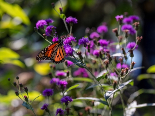 Image of an orange and black butterfly sitting on purple flowers.