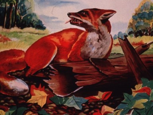 Rabid fox