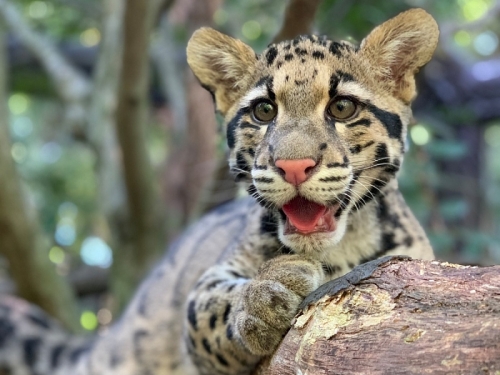 Clouded Leopard Cub